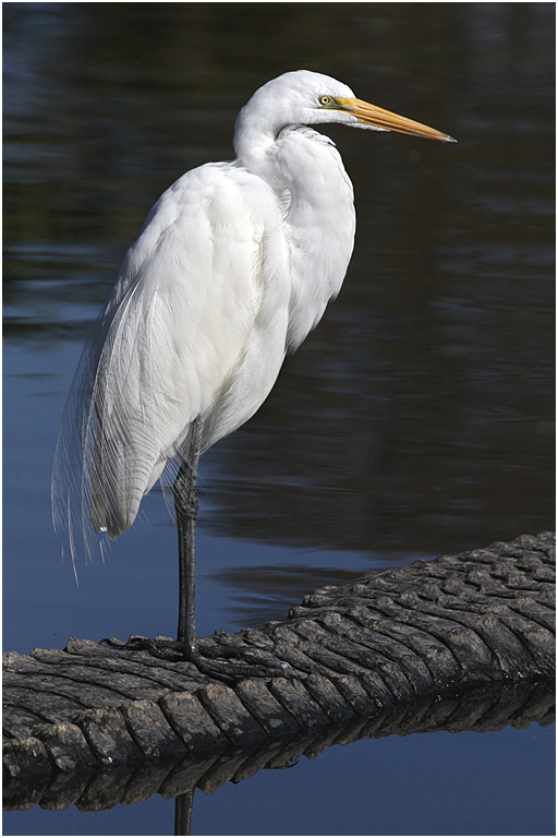 Great Egret Riding a Gator   P O'Malley